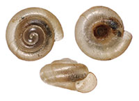 P. minutissimum shells