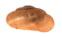 P. vitreum shell side