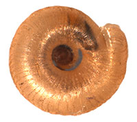 P. vitreum shell bottom