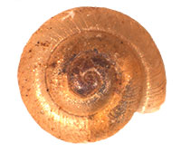 P. vitreum shell top