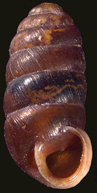 P. muscorum shell