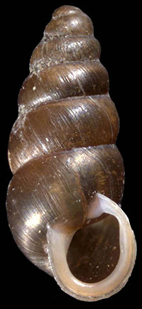 P. albilabris shell