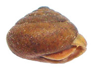 S. altispira shell side