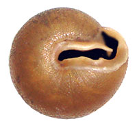 S. altispira shell bottom