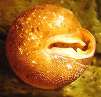 S. burringtoni shell bottom