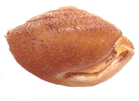 S. edvardsi shell side