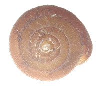 S. edvardsi shell top