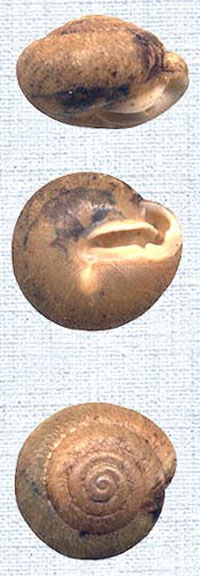 S. hirsutum shells