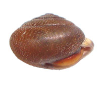 S. macgregori shell side