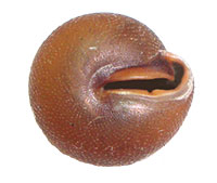 S. macgregori shell bottom