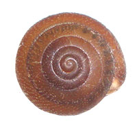 S. macgregori shell top