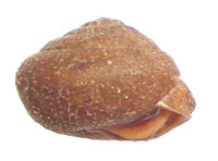 S. pilula shell side