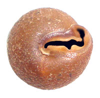 S. pilula shell bottom