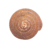 S. pilula shell top