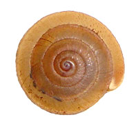 S. spinosum shell top