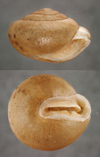 S. stenotrema shells
