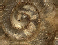 S. exigua shell detail