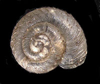 S. exigua shell top