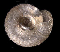 S. exigua shell bottom