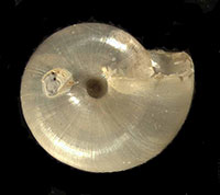 S. ferrea shell bottom