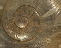 S. ferrea shell detail
