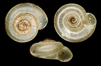Striatura meridionalis shells