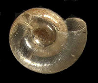 S. milium shell bottom