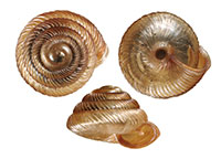 S. aeneus shells