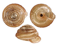 S. labyrinthicus shells