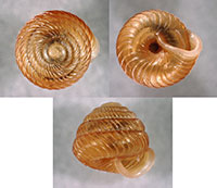 S. texasianus shells