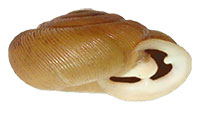 T. anteridon shell side