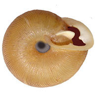 T. anteridon shell bottom