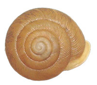 T. anteridon shell top