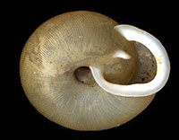 T. burchi shell bottom