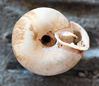 T. fraudulenta shell bottom