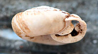 T. fraudulenta shell side