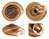 T. hopetonensis shells