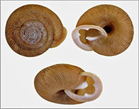 T. juxtidens shells