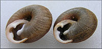 T. messana shell