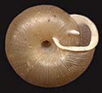 T. obsoleta shell bottom