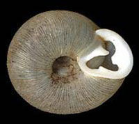 Triodopsis pendula shell bottom