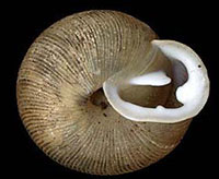T. picea shell bottom