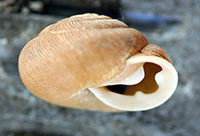 T. picea shell side