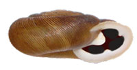 T. tennesseensis shell side