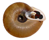 T. tennesseensis shell bottom