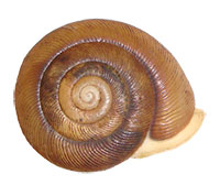 T. tennesseensis shell top