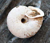 T. tridentata shell bottom