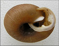 T. vulgata shell bottom