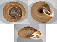 T. vulgata shells