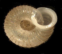 V. costata shell bottom